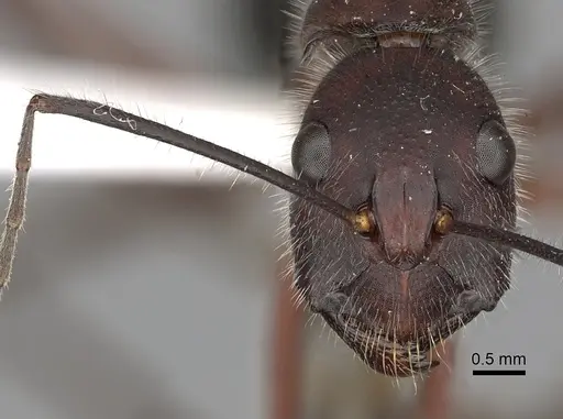 Camponotus intrepidus - CASENT0280211
