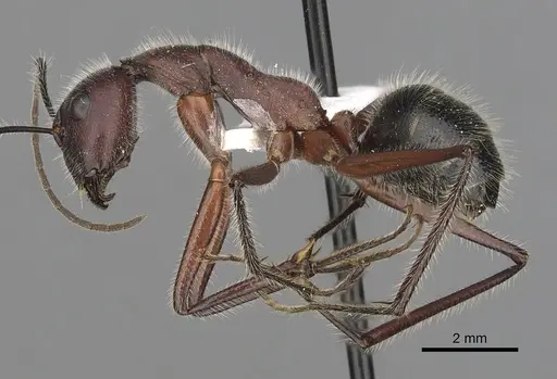Camponotus intrepidus - CASENT0280211