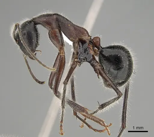 Camponotus intrepidus - CASENT0887666