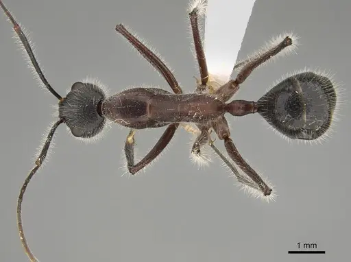 Camponotus intrepidus - CASENT0887686