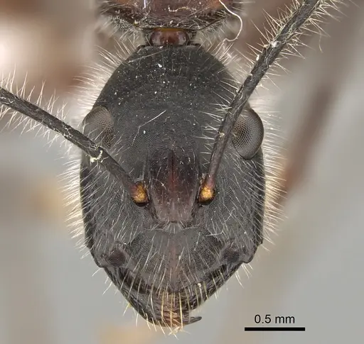 Camponotus intrepidus - CASENT0887686