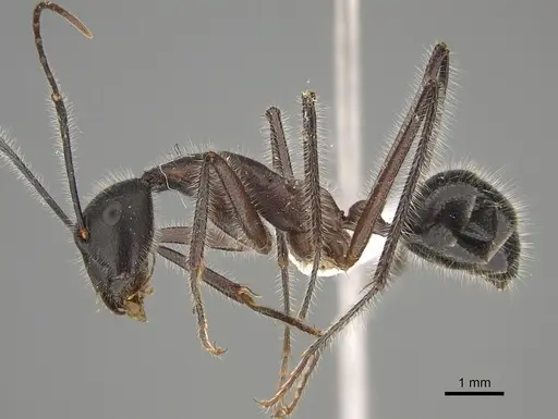 Camponotus intrepidus - CASENT0887686
