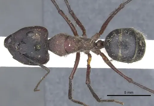 Camponotus intrepidus - CASENT0903548