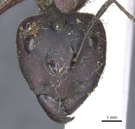 Camponotus intrepidus - CASENT0903548