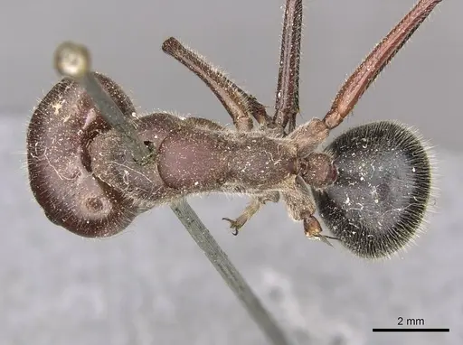 Camponotus intrepidus - CASENT0910408