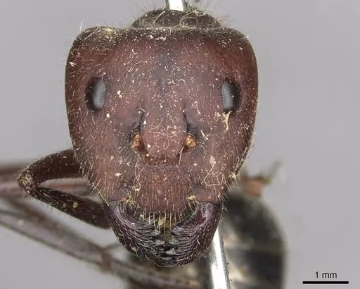 Camponotus intrepidus - CASENT0910408