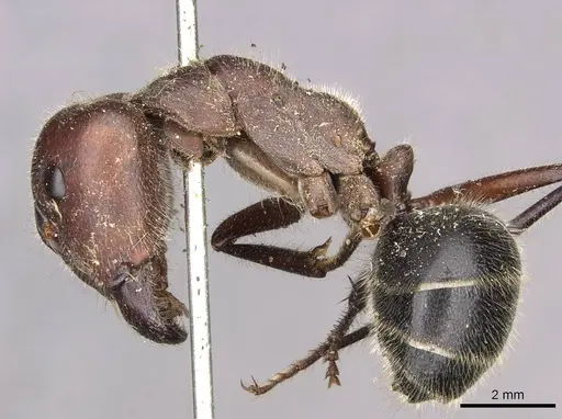 Camponotus intrepidus - CASENT0910408