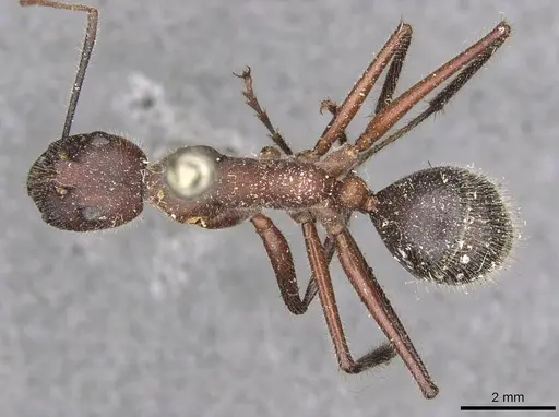 Camponotus intrepidus - CASENT0910409