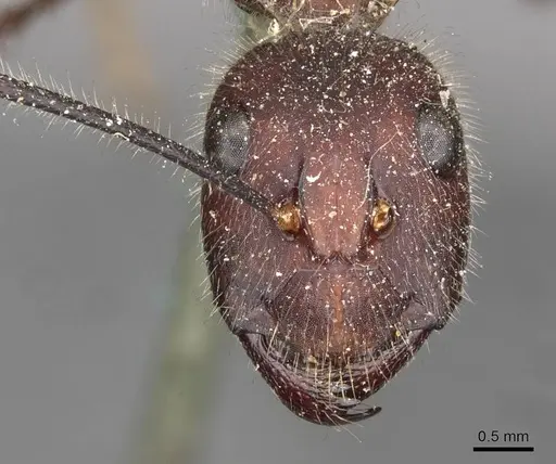 Camponotus intrepidus - CASENT0910409