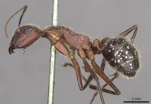 Camponotus intrepidus - CASENT0910409