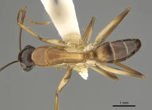 Camponotus inverallensis - CASENT0887707