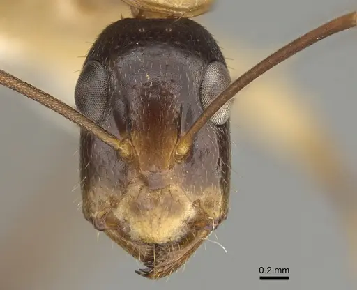 Camponotus inverallensis - CASENT0887707