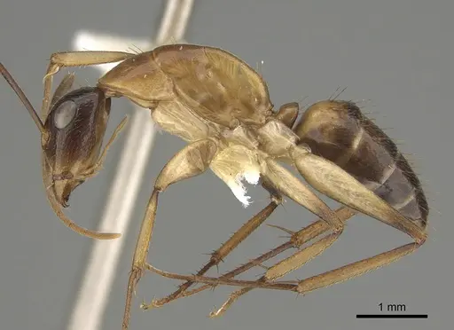 Camponotus inverallensis - CASENT0887707