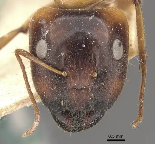 Camponotus inverallensis - CASENT0910368