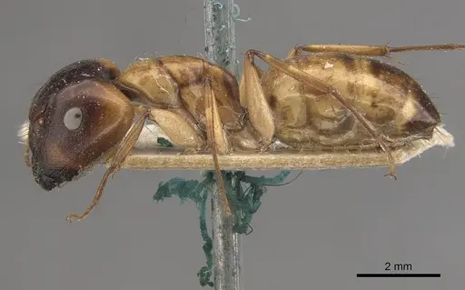 Camponotus inverallensis - CASENT0910368