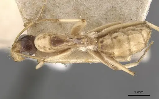 Camponotus inverallensis - CASENT0910369