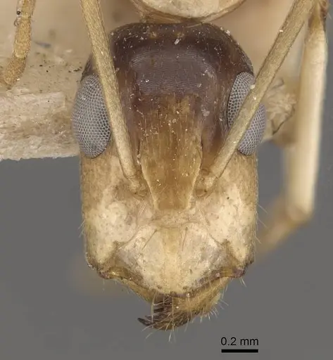 Camponotus inverallensis - CASENT0910369
