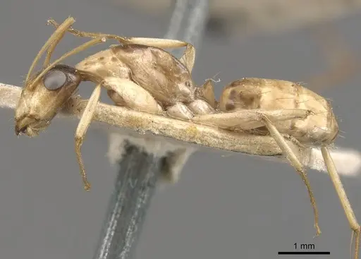 Camponotus inverallensis - CASENT0910369