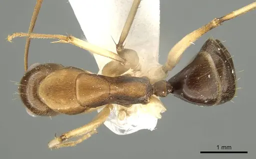 Camponotus inverallensis - CASENT0915749
