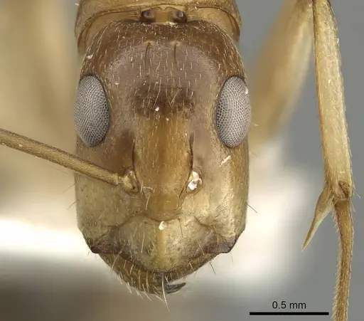 Camponotus inverallensis - CASENT0915749