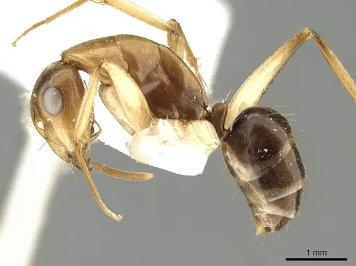 Camponotus inverallensis - CASENT0915749