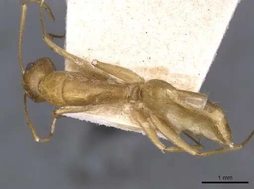 Camponotus invidus specimen