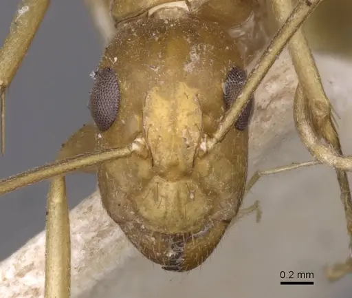 Camponotus invidus specimen