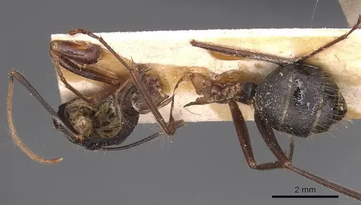 Camponotus ionius specimen