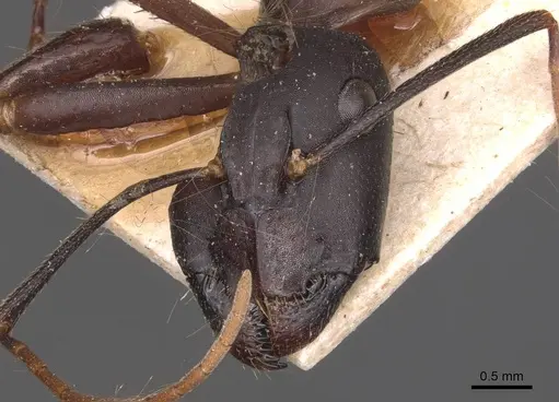 Camponotus ionius specimen
