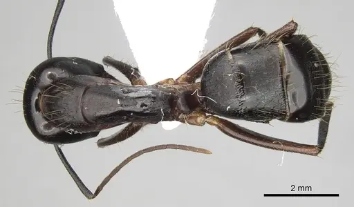 Camponotus ionius - CASENT0906054