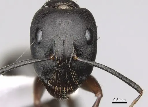 Camponotus ionius - CASENT0906054