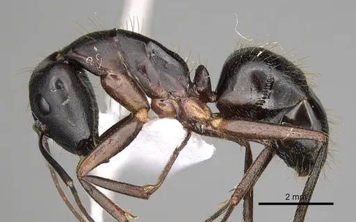 Camponotus ionius - CASENT0906054