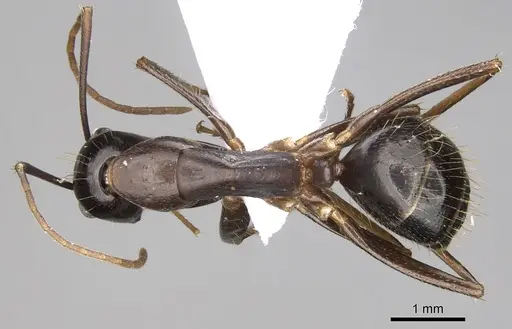 Camponotus ionius - CASENT0906055