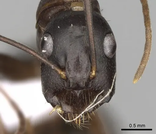 Camponotus ionius - CASENT0906055