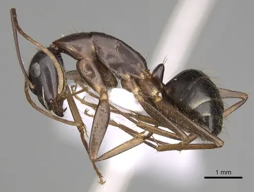Camponotus ionius - CASENT0906055