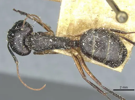 Camponotus ionius - CASENT0911958