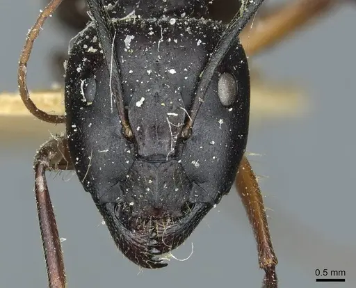 Camponotus ionius - CASENT0911958