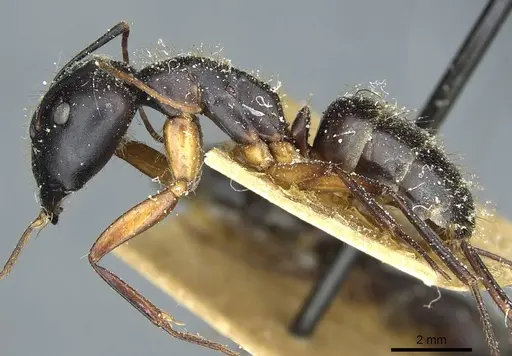 Camponotus ionius - CASENT0911958