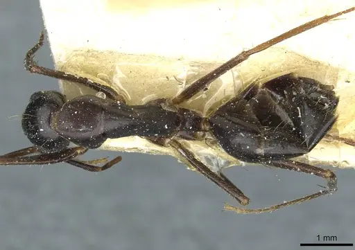 Camponotus ionius - CASENT0911959