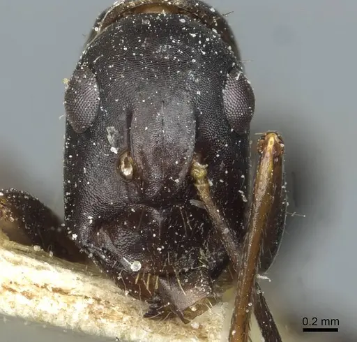 Camponotus ionius - CASENT0911959