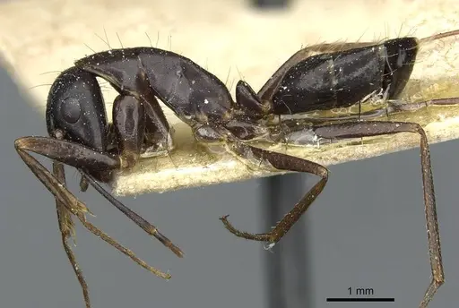 Camponotus ionius - CASENT0911959