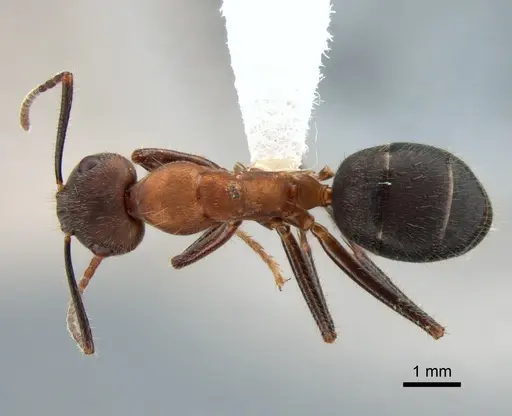 Camponotus irritabilis specimen