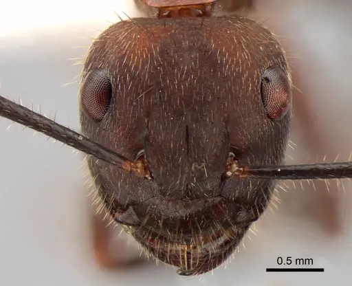 Camponotus irritabilis specimen