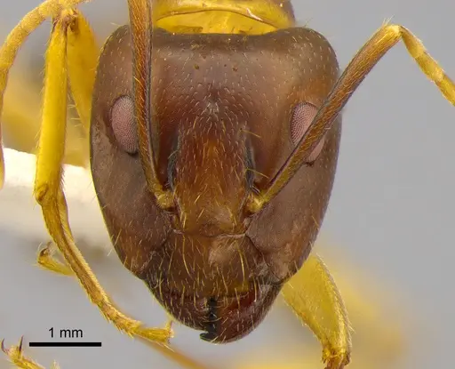 Camponotus irritans specimen