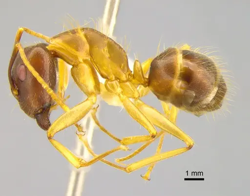 Camponotus irritans specimen