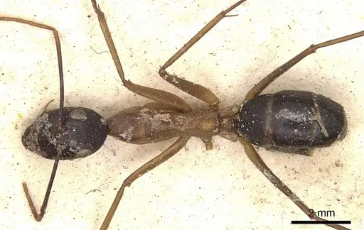 Camponotus irritans - CASENT0901899
