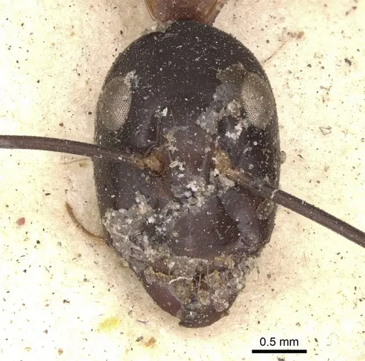 Camponotus irritans - CASENT0901899