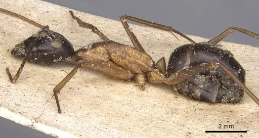 Camponotus irritans - CASENT0901899