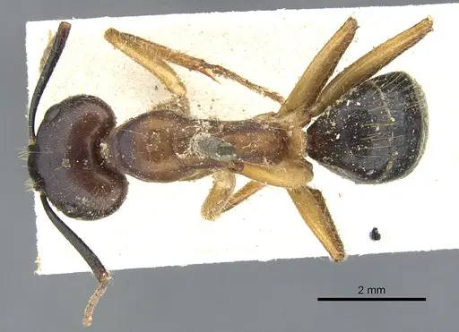 Camponotus irritans - CASENT0903569