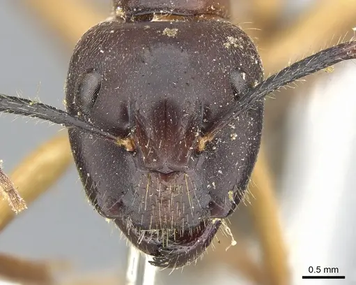 Camponotus irritans - CASENT0903569